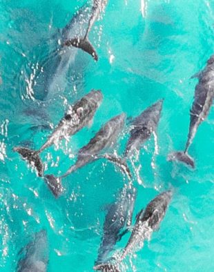 Cum poți transforma un grup de rechini într-o echipă de delfini de succes