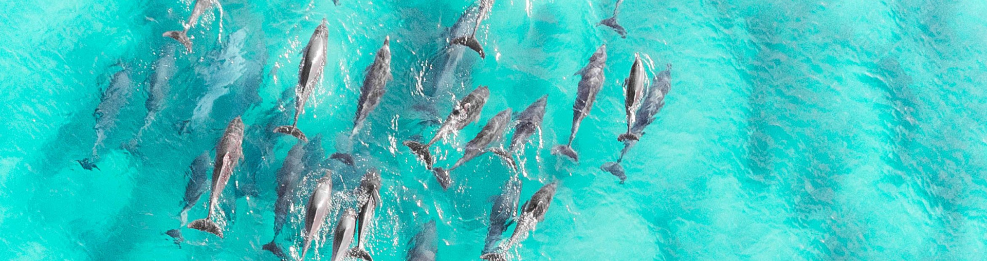 Cum poți transforma un grup de rechini într-o echipă de delfini de succes