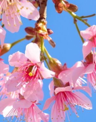 Confesiuni de lider Bosch