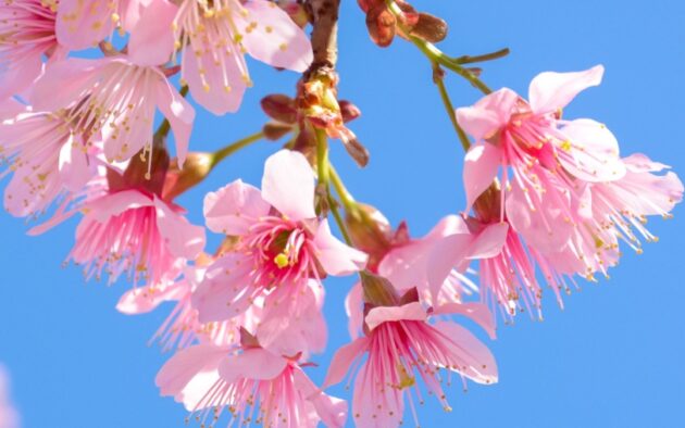 Confesiuni de lider Bosch