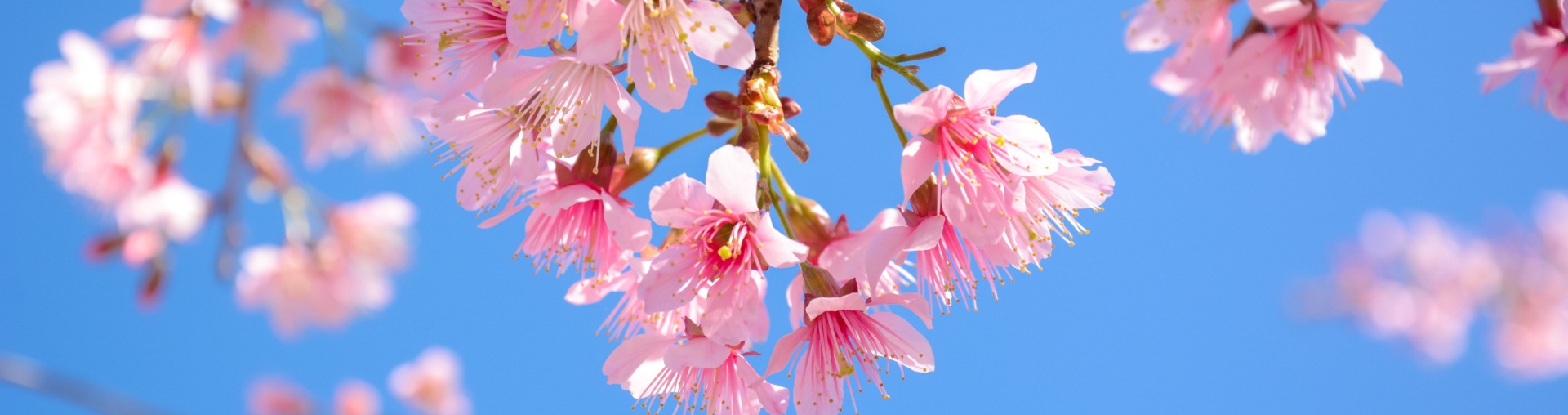 Confesiuni de lider Bosch